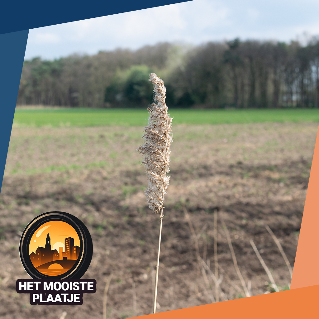 Het mooiste plaatje – Citygame